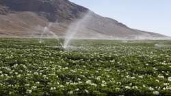 ۳۰ طرح پژوهشی در ایستگاه دیم شیروان در مسیر ارتقای کشاورزی